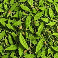 Dried Nettle