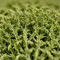 Dried Wormwood