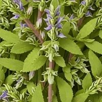 Dried Clary Sage