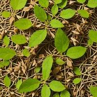 Dried Houttuynia (Dokudami)