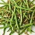Dried Ramp (Wild Leek)