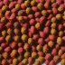 Dried Bayberry