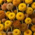 Dried Spilanthes