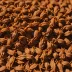 Dried Akudjura (Bush Tomato)
