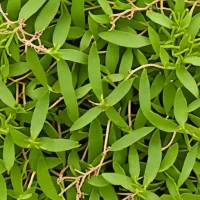 Dried Sea Purslane