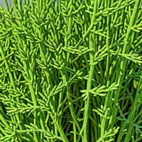 Dried Samphire (Rock)