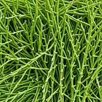 Dried Marsh Samphire (Glasswort)