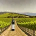 Dog Point Vineyard