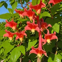 Distictis buccinatoria (Blood Red Trumpet Vine)