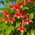 Distictis buccinatoria (Blood Red Trumpet Vine)