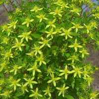 Diervillea sessilifolia