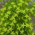 Diervillea sessilifolia