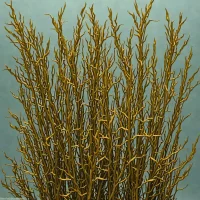 Dabberlocks (Alaria esculenta)