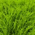 Desmarestia viridis