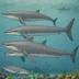 Deraniyagala's Beaked Whale