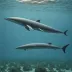 Dwarf Minke Whale