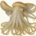 Doryteuthis gahi (Patagonian Longfin Squid)