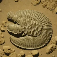 Dalmanites limulurus