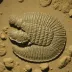 Dalmanites limulurus