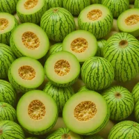 Dudaim Melon