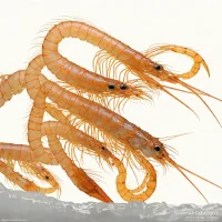 Deepwater Rose Shrimp