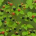 Dewberry (Rubus caesius)