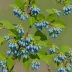 Doris Honeyberry (Lonicera caerulea cultivar)