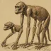 Darwinius masillae (Ida, PMO 214.214)