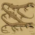 Diplocaulus magnicornis