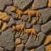 Dingo Pup Donga