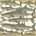 Doliodus problematicus
