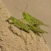 Decorated Locust (Oedaleus decorus)