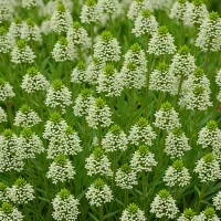 Daboecia cantabrica 'Alba'