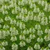 Daboecia cantabrica 'Alba'