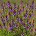 Daboecia cantabrica 'Atropurpurea'
