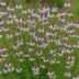 Daboecia cantabrica 'Bicolor'