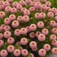 Daboecia cantabrica 'Globosa Pink'