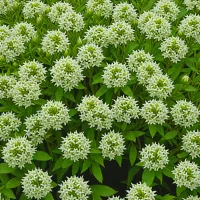 Daboecia x scotica 'William Buchanan'