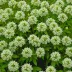 Daboecia x scotica 'William Buchanan'