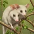 Delicate mouse opossum