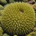 Diadema africanum