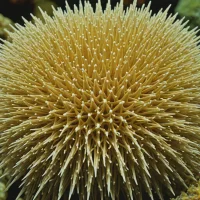 Diadema clarki