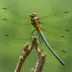 Dragonhunter