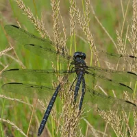 Dusky Clubtail