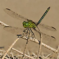 Diminutive Clubtail