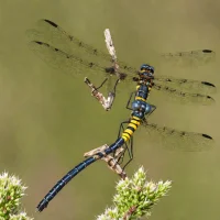Dot-tailed Whiteface