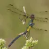 Dot-tailed Whiteface
