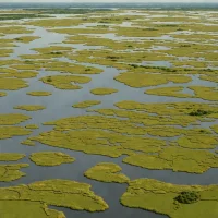 Delaware Bay Salt Marshes