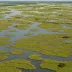 Delaware Bay Salt Marshes