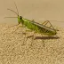 Dakar Rice Grasshopper (Hieroglyphus daganensis)